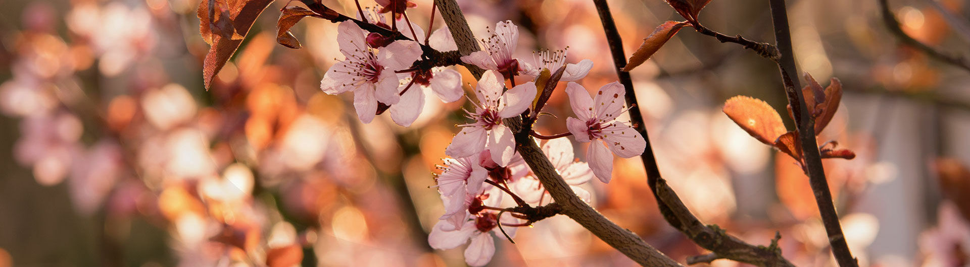 Header Image on Subpage