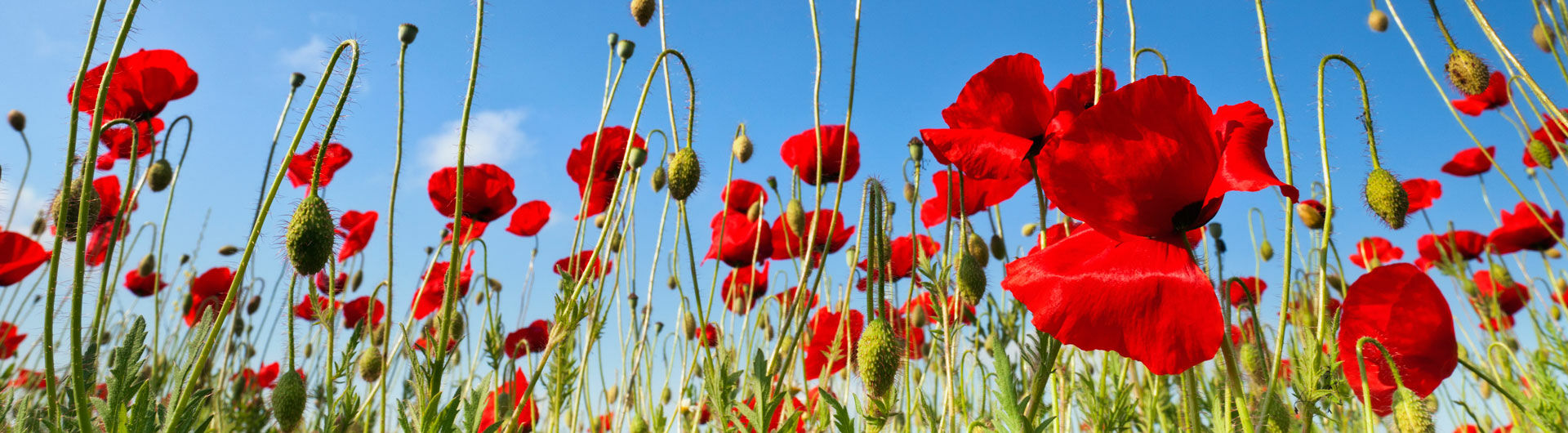 Header Image on Subpage