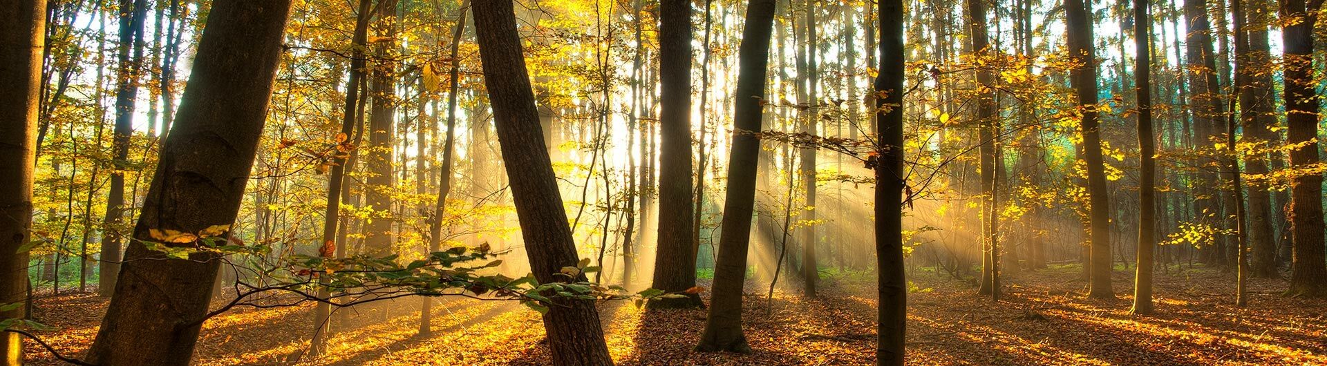 Header Image on Subpage