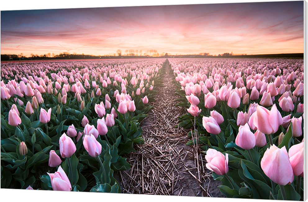 Blumenfotografie
