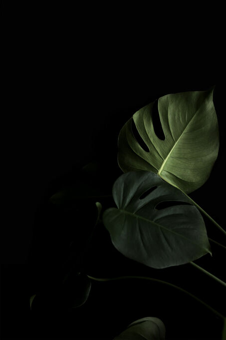 Moody monstera