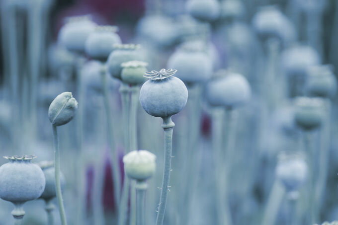 Blauwe papaver