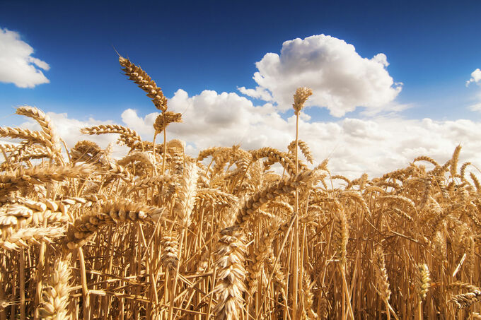 Wheat field on a sunny day