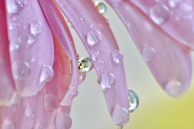 Delicate flower with pearls