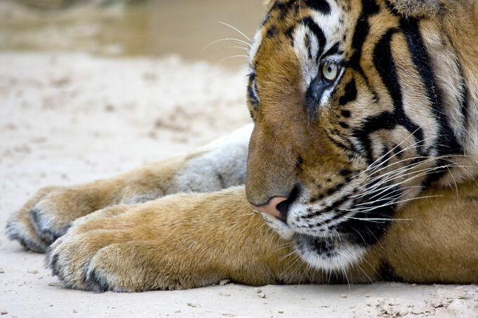 Sumatran tiger