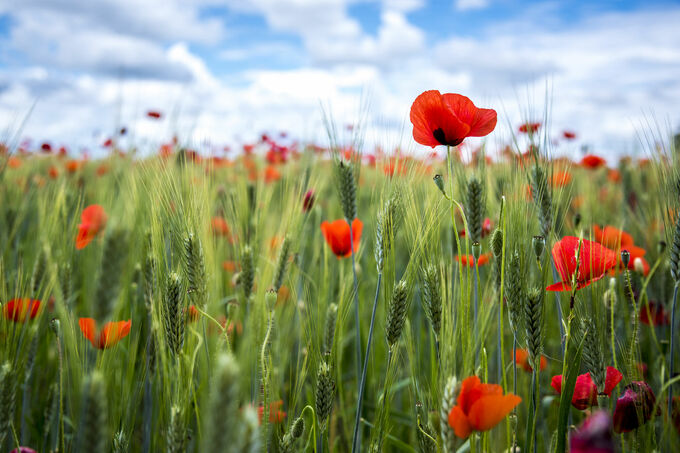 Poppyfield in France