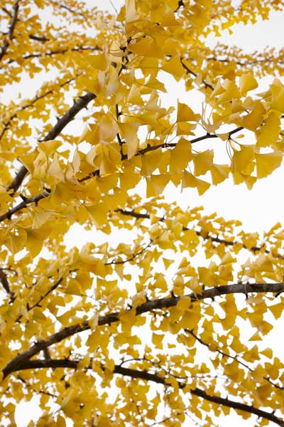 Yellow Ginko Leaf Heaven