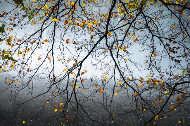 Gouden herfst blaadjes