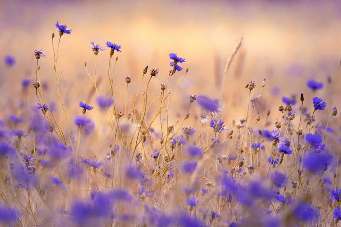 Liggend 3:2 (taupe + bank) template A