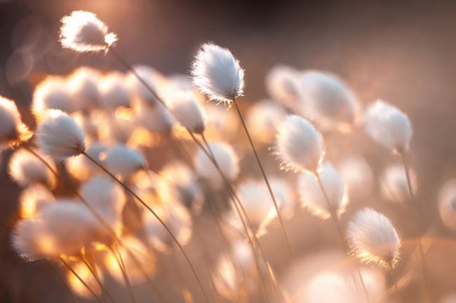 Schönheit, im Wind wiegend