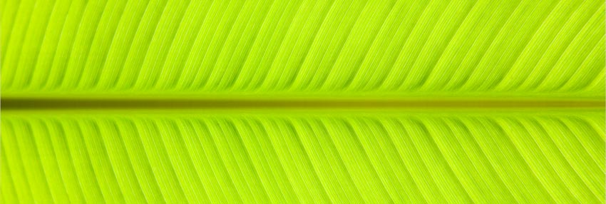 Banana Leaf panorama