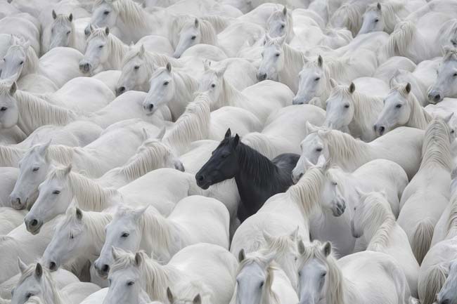 The Outsider