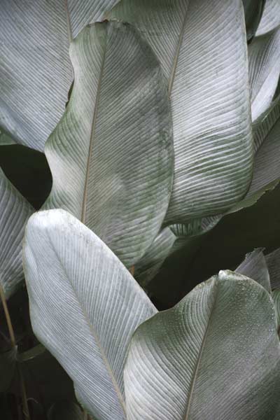 Tropical Silver Leafs