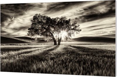 Two old Trees